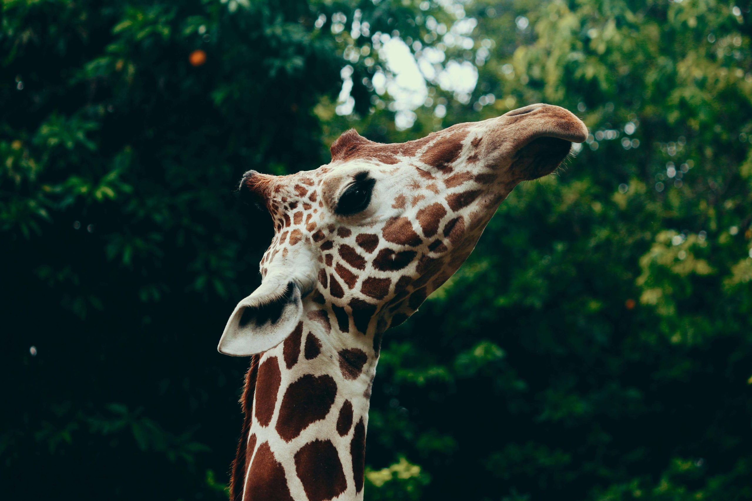 giraffa in primo piano circondata da alberi
