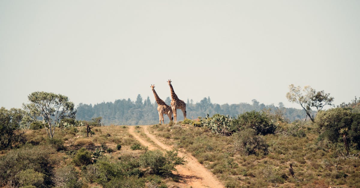 Two giraffes standing majestically on a grassy hill in the African savanna, surrounded by lush greenery.