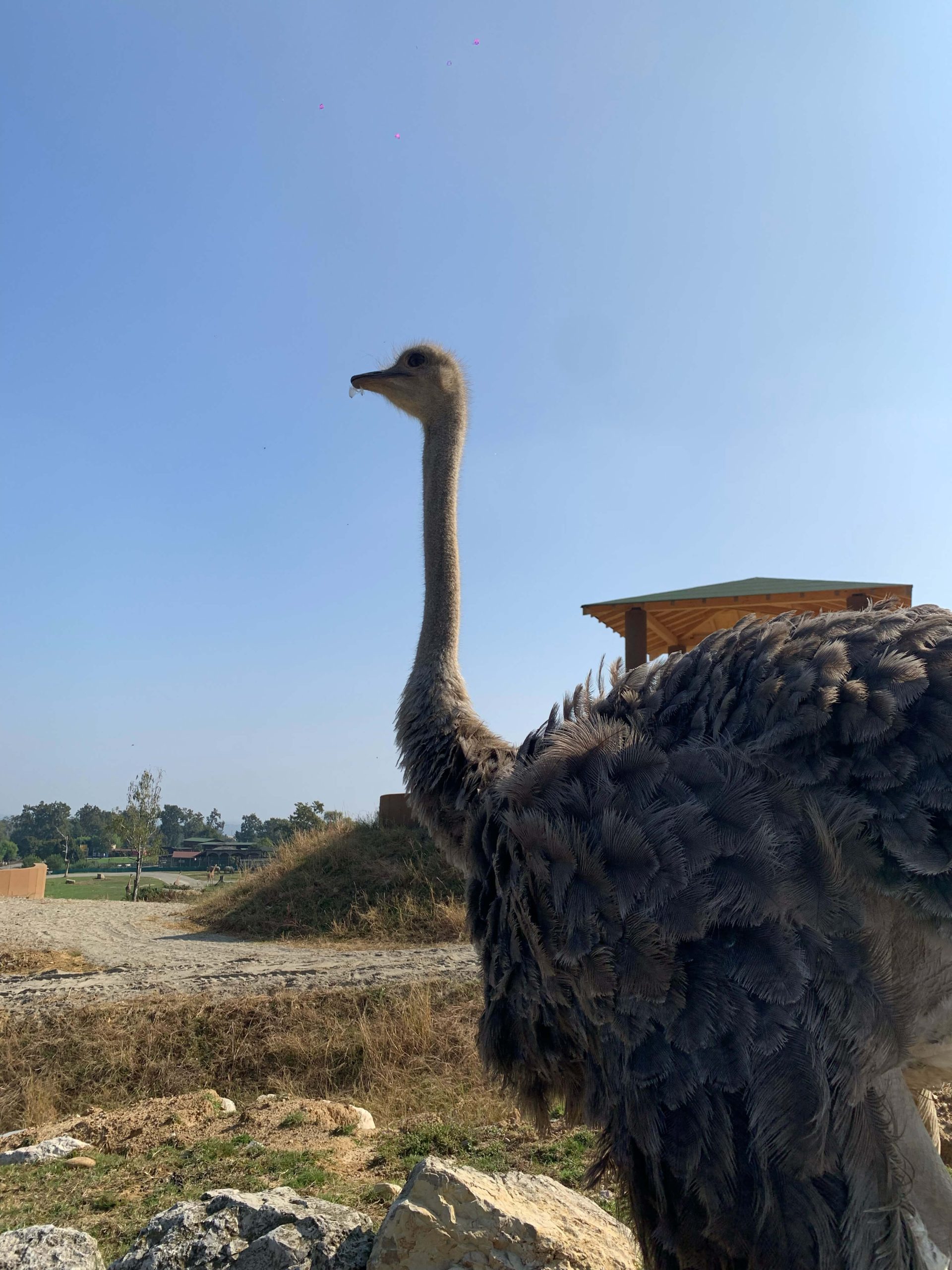 struzzo vicino all'auto dentro safari park